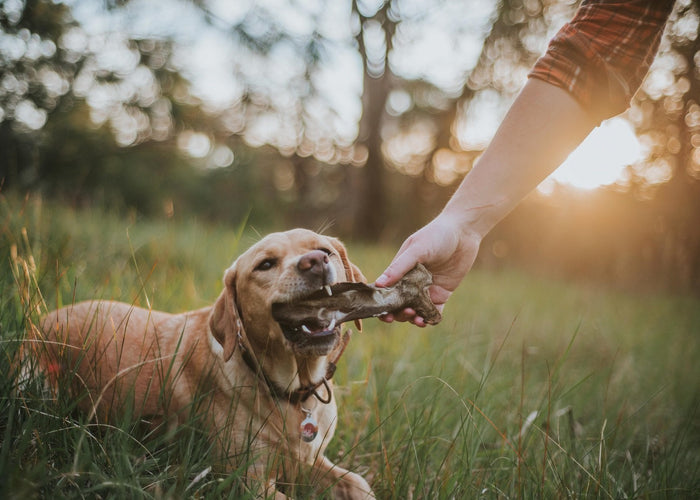 EXPLORE TREATS THAT ARE NEAR AND DEER TO YOUR DOGGO’S HEALTH!
