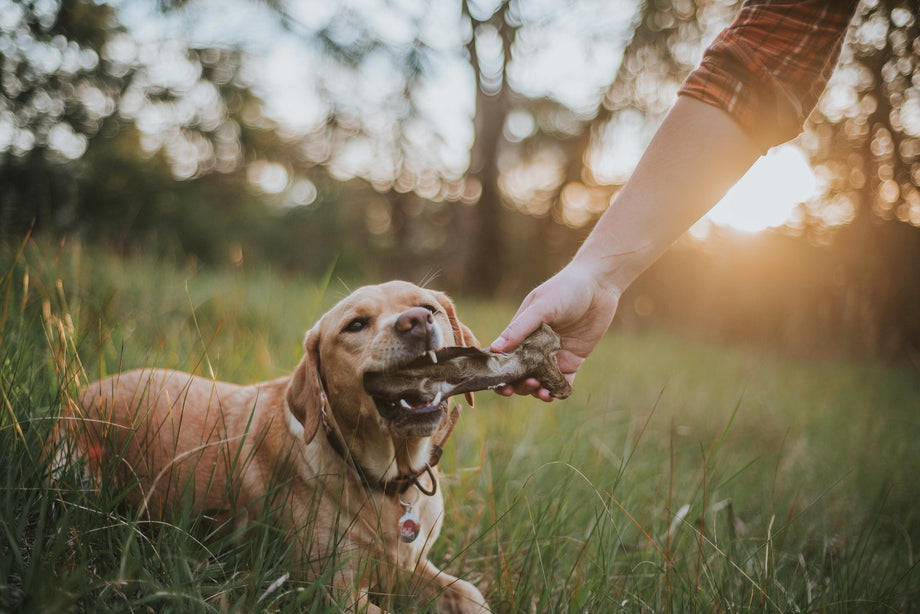 EXPLORE TREATS THAT ARE NEAR AND DEER TO YOUR DOGGO’S HEALTH!
