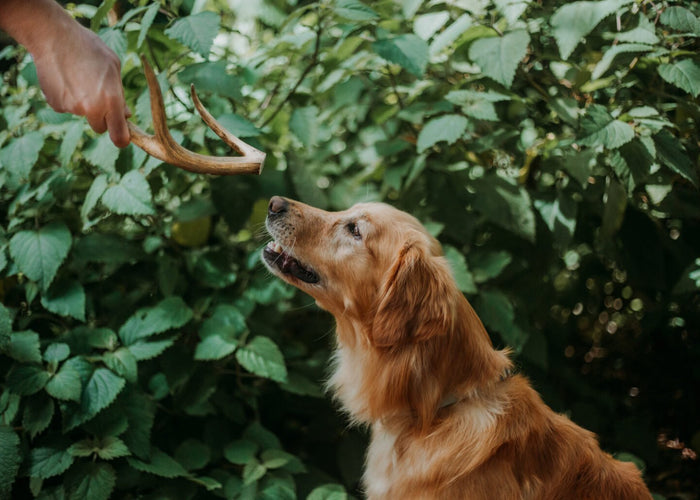 Are deer antlers safe for dogs?