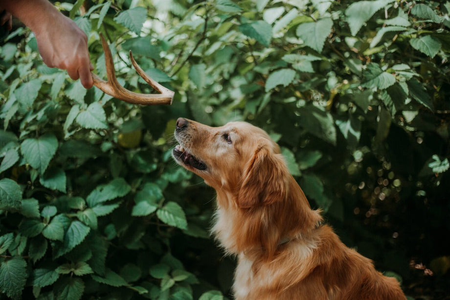 Are deer antlers safe for dogs?