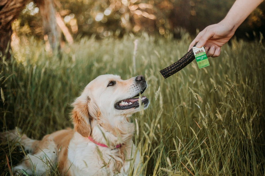 Going green: What does feeding sustainably sourced dog treats mean?