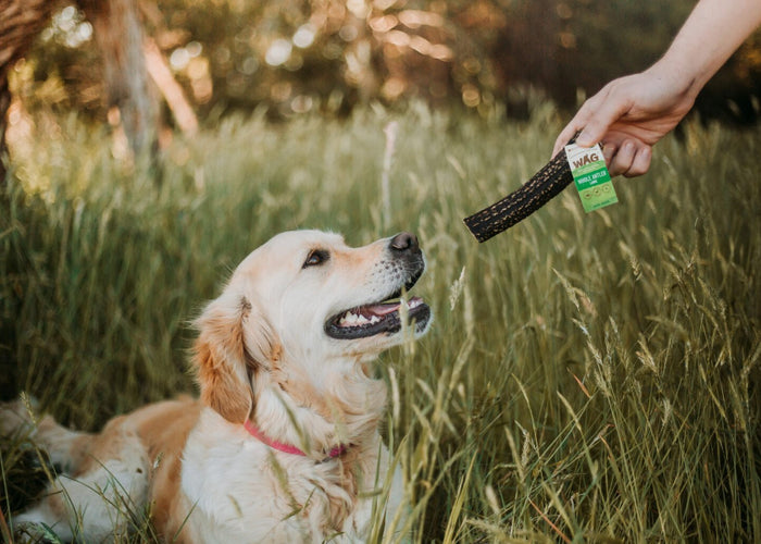 Going green: What does feeding sustainably sourced dog treats mean?