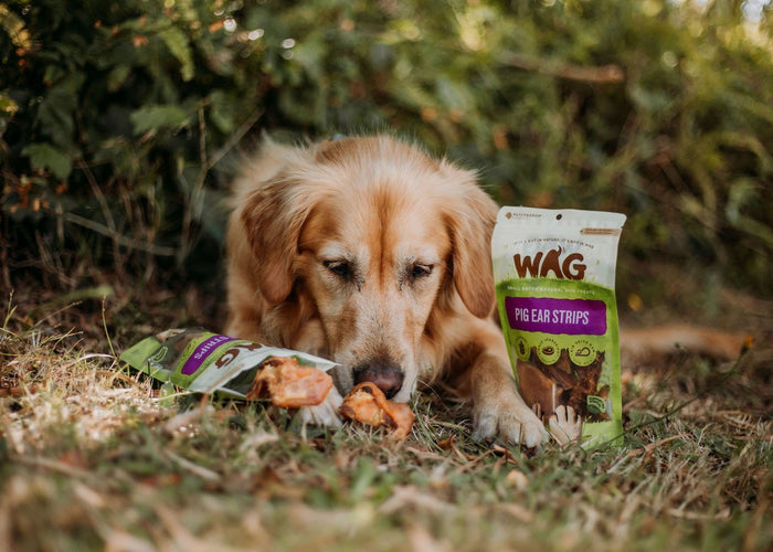Why is grain-free and single ingredient important in dog treats?