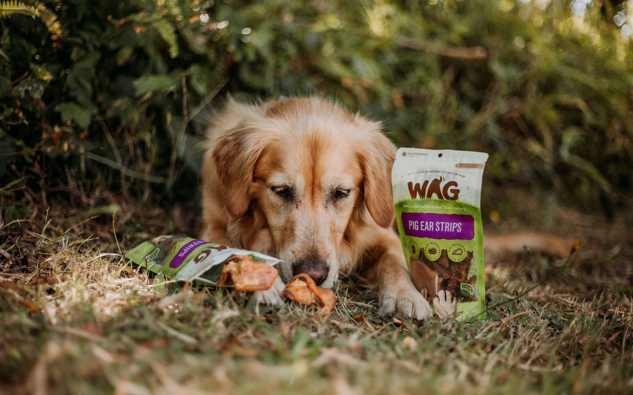 Why is grain-free and single ingredient important in dog treats?