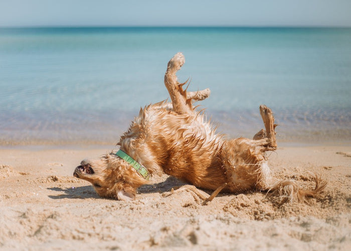 The best ways to spend the weekend with your dog (as voted by you!)
