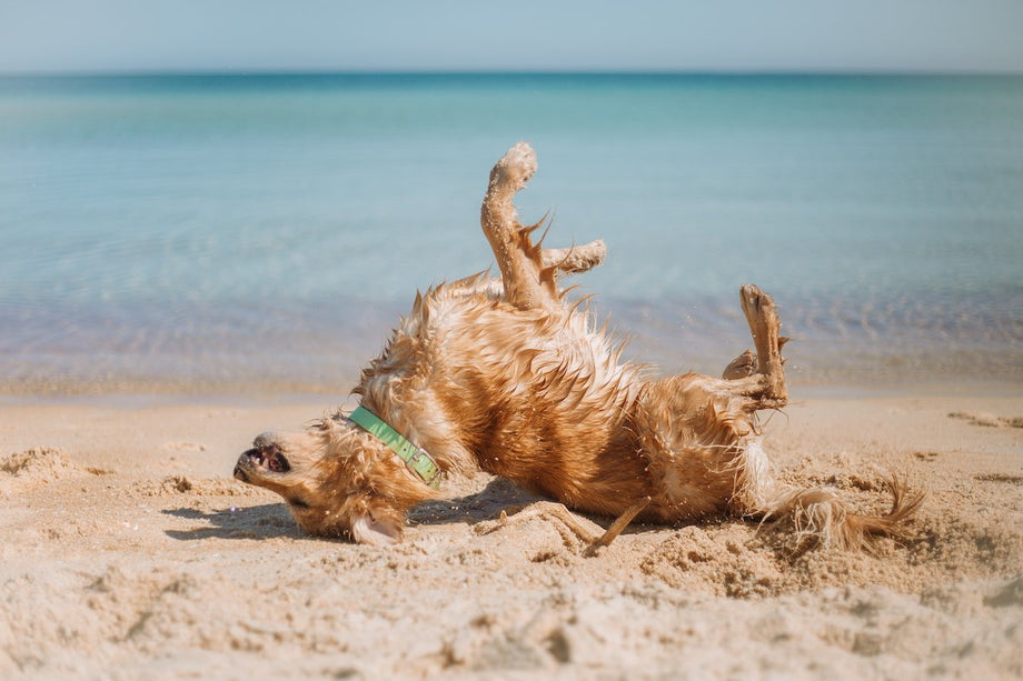 The best ways to spend the weekend with your dog (as voted by you!)