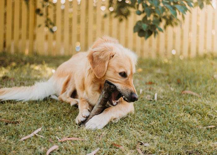 What are the best dog chews for your dog?