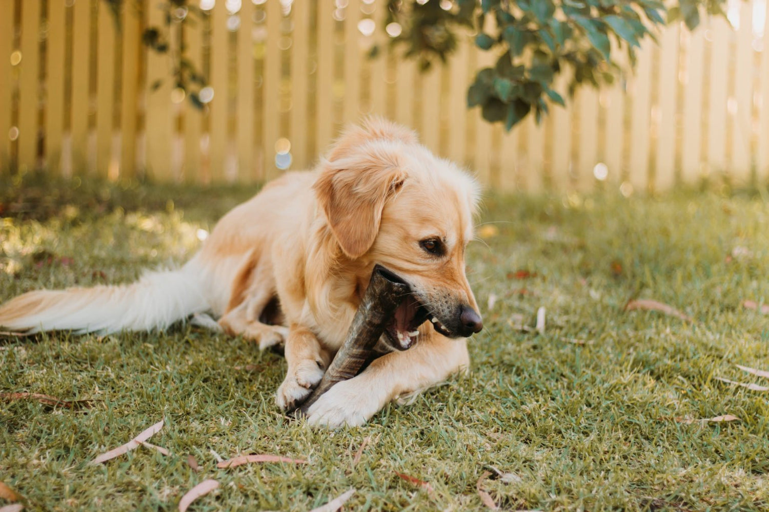 What are the best dog chews for your dog?