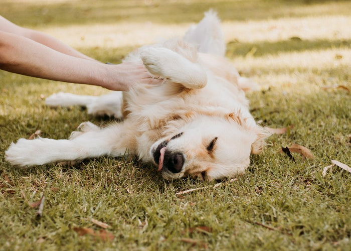 The best treats for dogs with allergies
