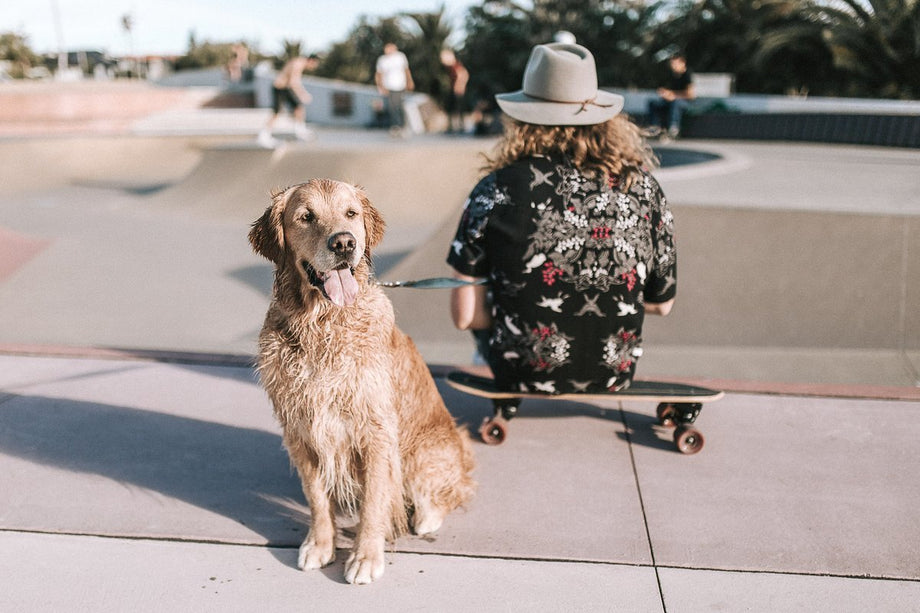 Can dogs get sunburn?