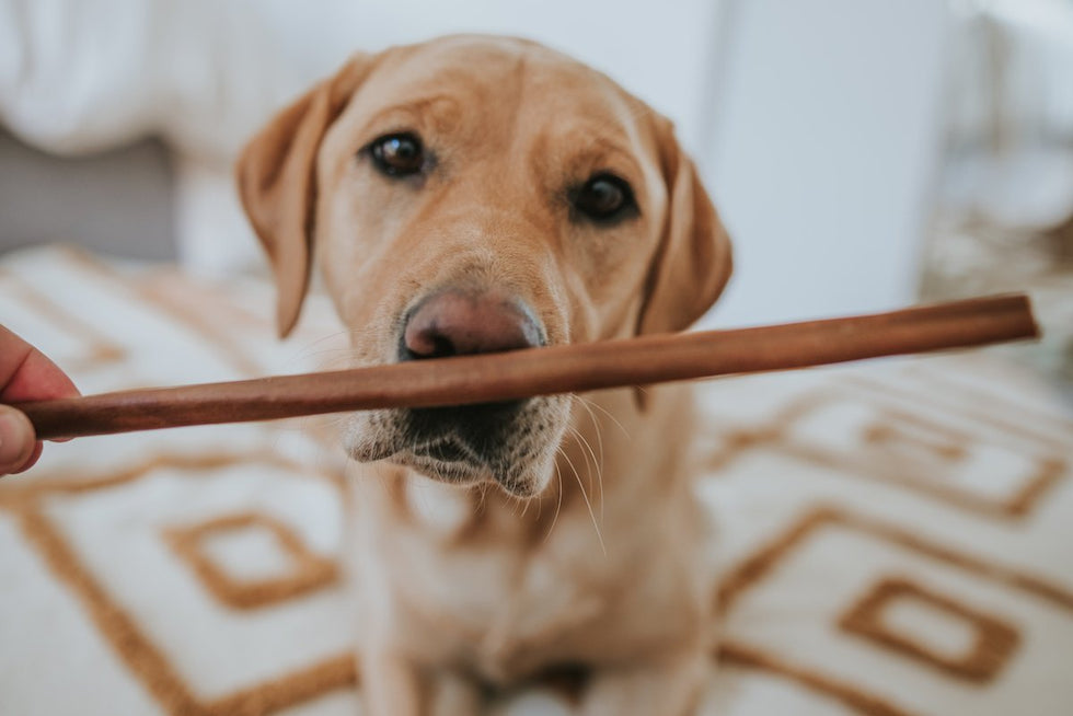 A revolutionary new treat to occupy your doggo: Collagen sticks