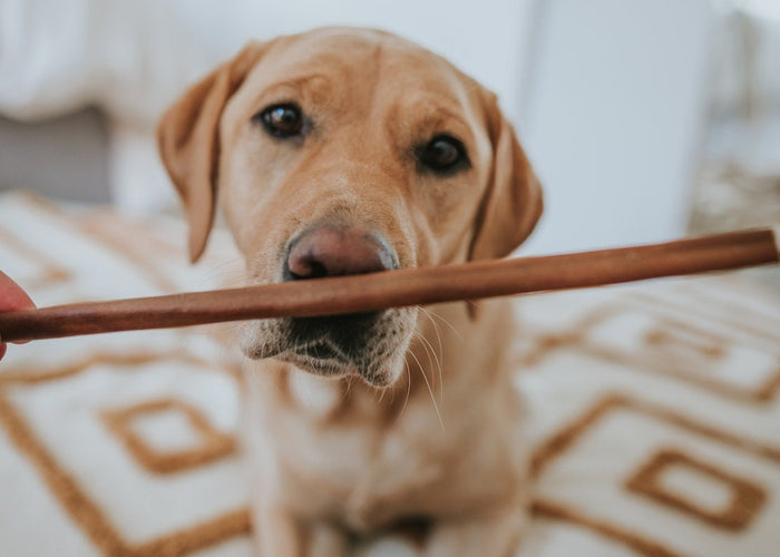 A revolutionary new treat to occupy your doggo: Collagen sticks