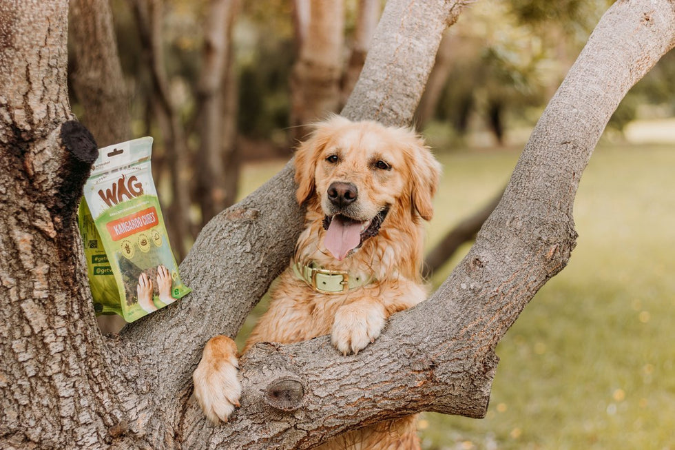 Is feeding your dog kangaroo bad for the environment?