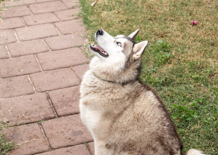 How to clicker train your dog