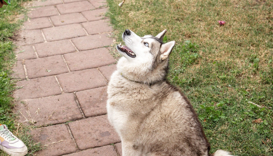 How to clicker train your dog