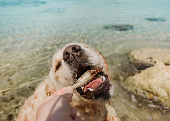 A Dog Owner's Dive into Poolside Pooch Precautions