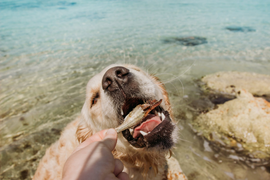 A Dog Owner's Dive into Poolside Pooch Precautions