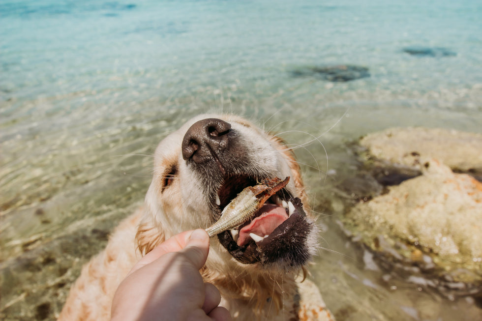 A Dog Owner's Dive into Poolside Pooch Precautions