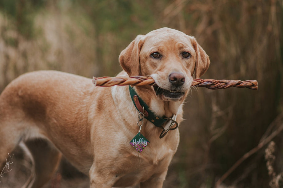 What’s fuelling your fur baby? The essential nutrients for dogs you need to know