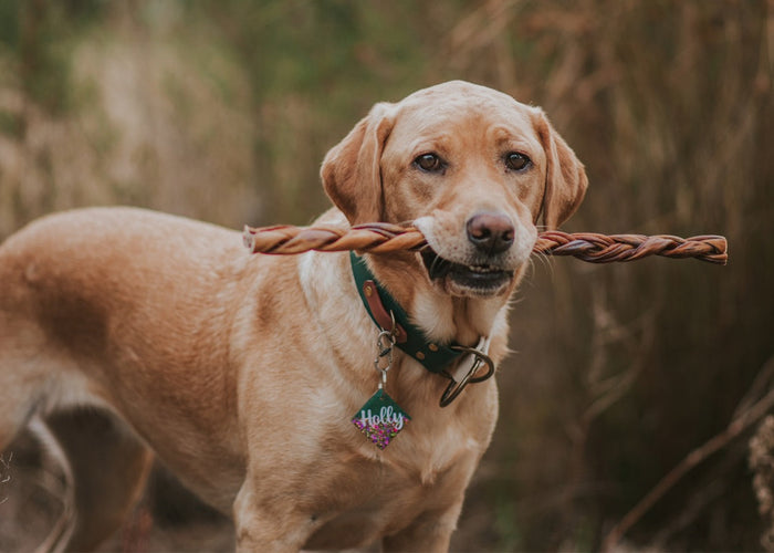 What’s fuelling your fur baby? The essential nutrients for dogs you need to know