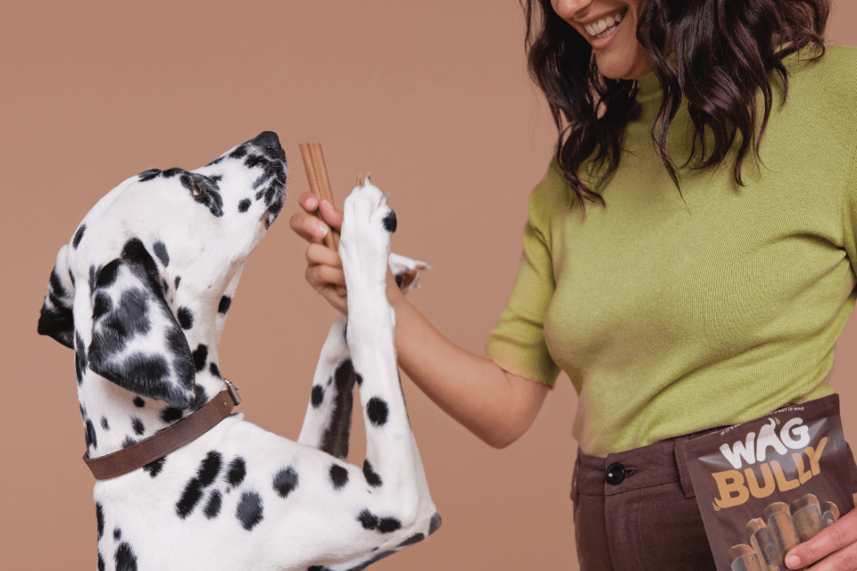 Chews wisely: Beef tendons vs bully sticks compared