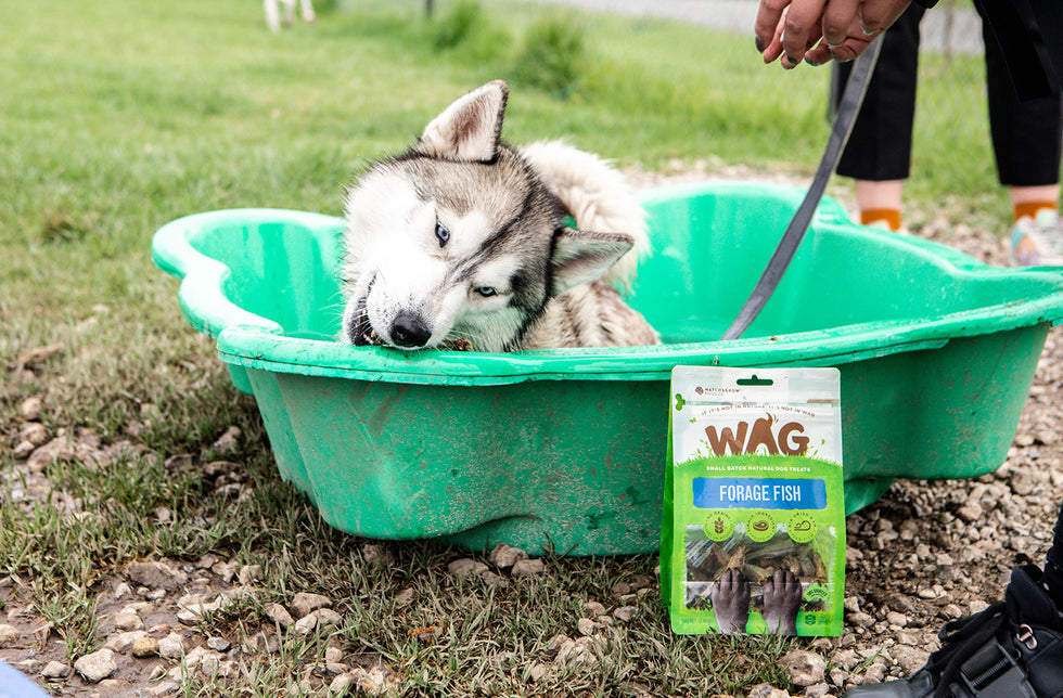 The Best Dog Enrichment Activities To Keep Your Pooch Occupied!