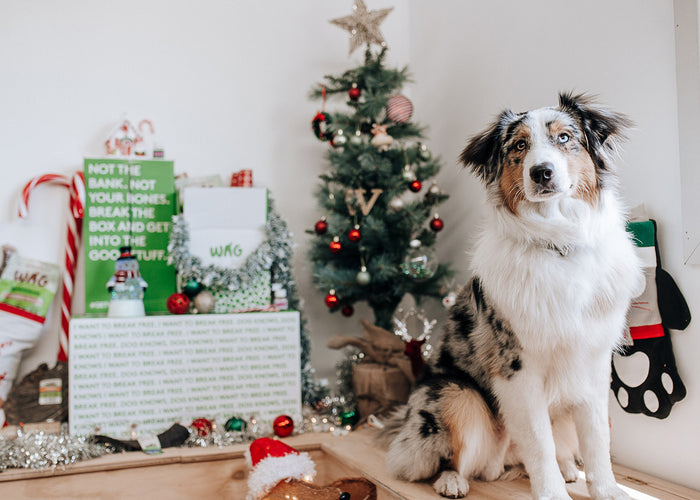 A Guide to the Best Gifts for Your Doggo This Christmas in 2022!