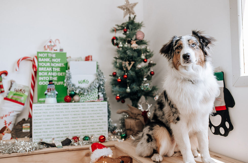 A Guide to the Best Gifts for Your Doggo This Christmas in 2022!