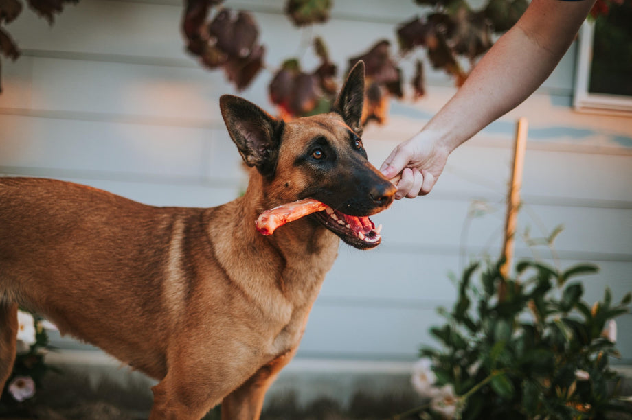 Bully sticks vs. rawhide: which one wins the chew wars?