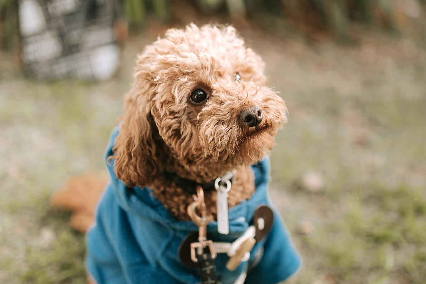 Can puppies eat treats best sale