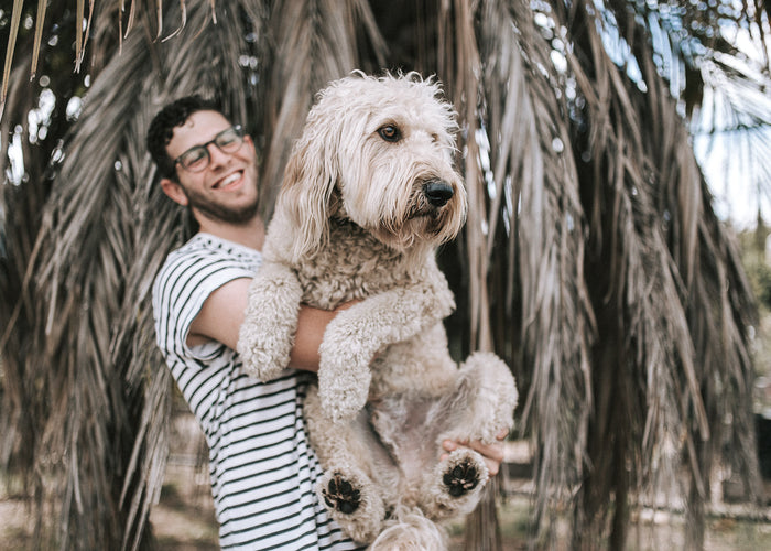 Celebrating International Dog Day: Stories From Dogs Around the World!
