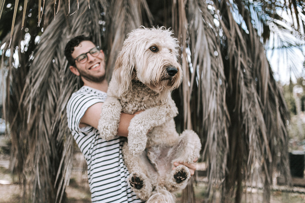Celebrating International Dog Day: Stories From Dogs Around the World!