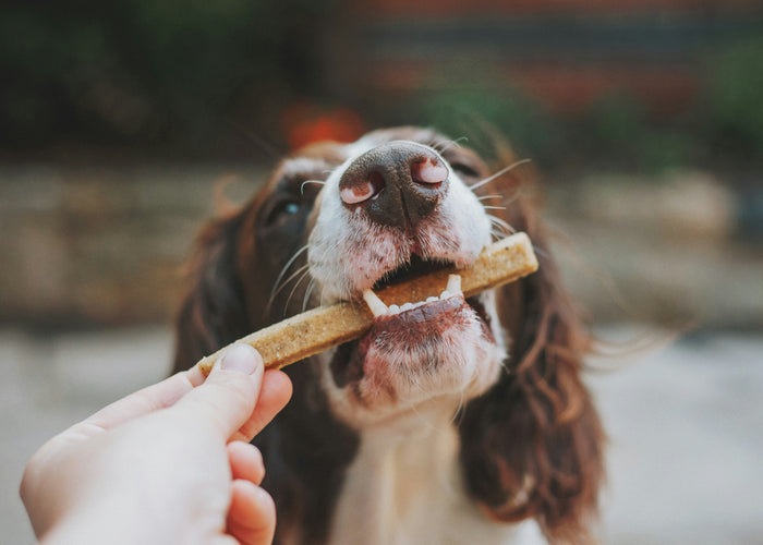 Chews wisely: Which long-lasting treat suits my dog best?