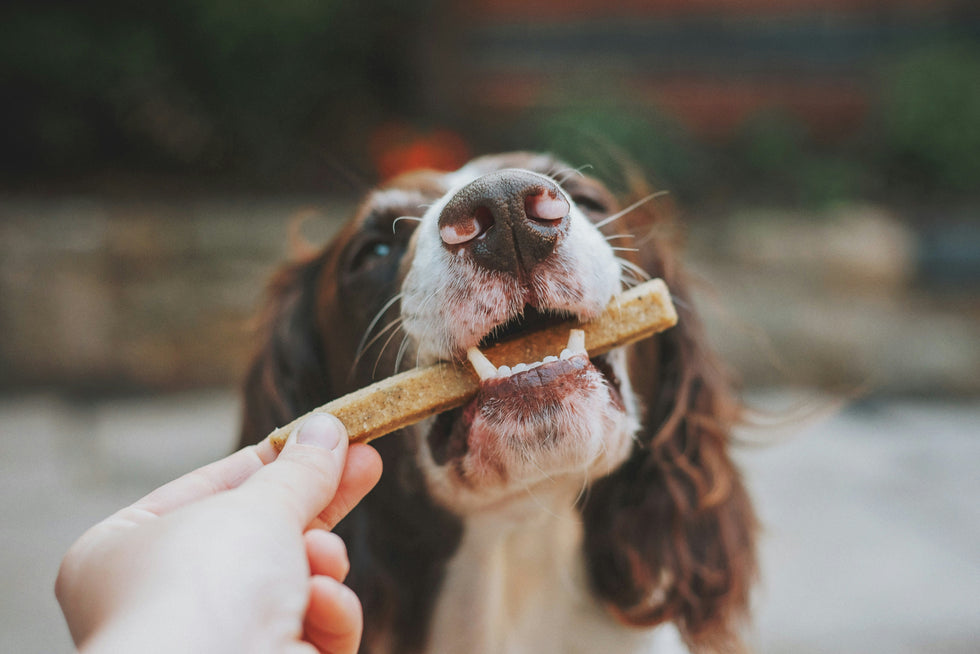 Chews wisely: Which long-lasting treat suits my dog best?