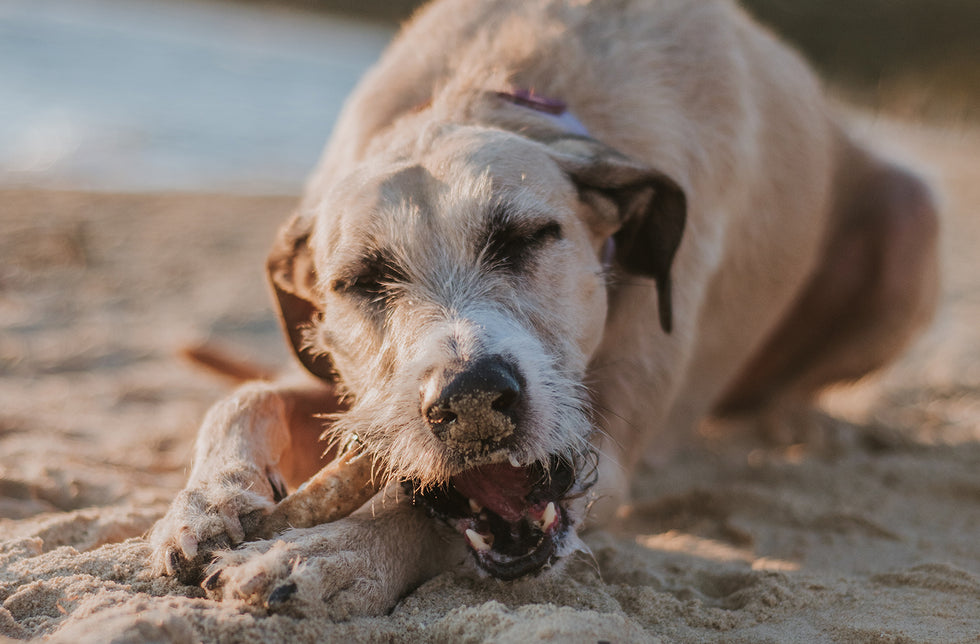 Dog-Friendly Holidays For You & Your Canine Companion This Summer