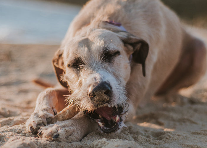 Dog-Friendly Holidays For You & Your Canine Companion This Summer