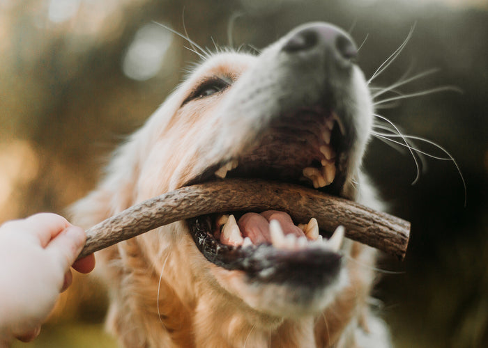 Doggo Dental Health: Healthy Dog Gums Vs Unhealthy Dog Gums