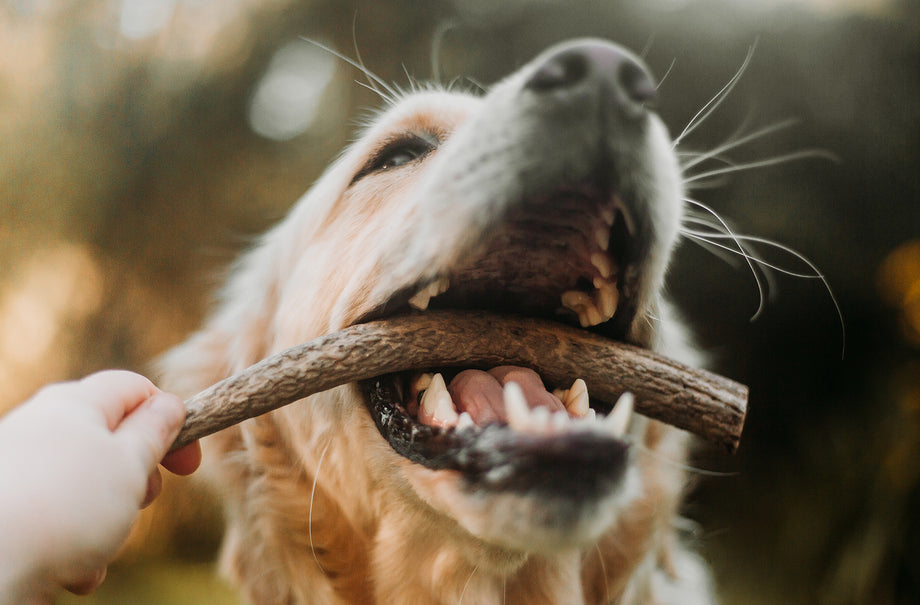 Doggo Dental Health: Healthy Dog Gums Vs Unhealthy Dog Gums