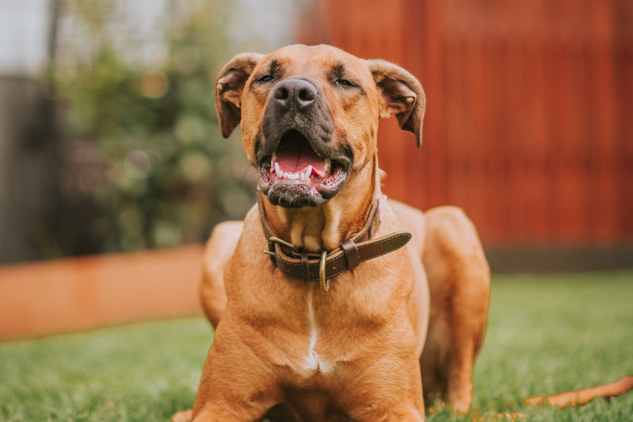 Canine Communication: Exploring the Reasons Behind Dog Barking