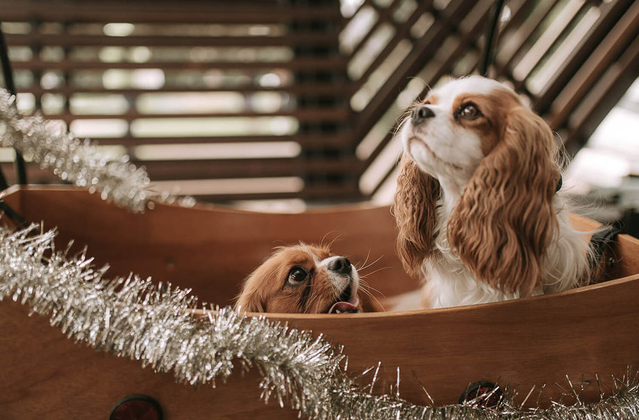 10 Christmas Movies For You and Your Dog to Enjoy This Festive Season