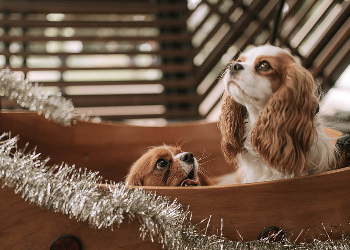 10 Christmas Movies For You and Your Dog to Enjoy This Festive Season