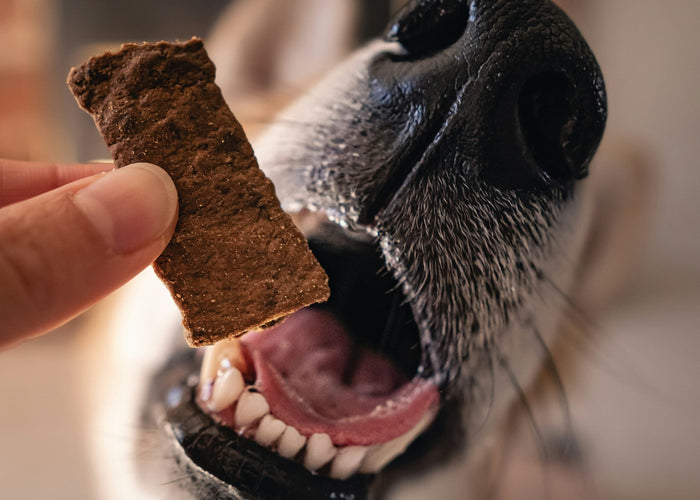 Freeze-dried vs air-dried vs dehydrated dog treats: What’s the difference?