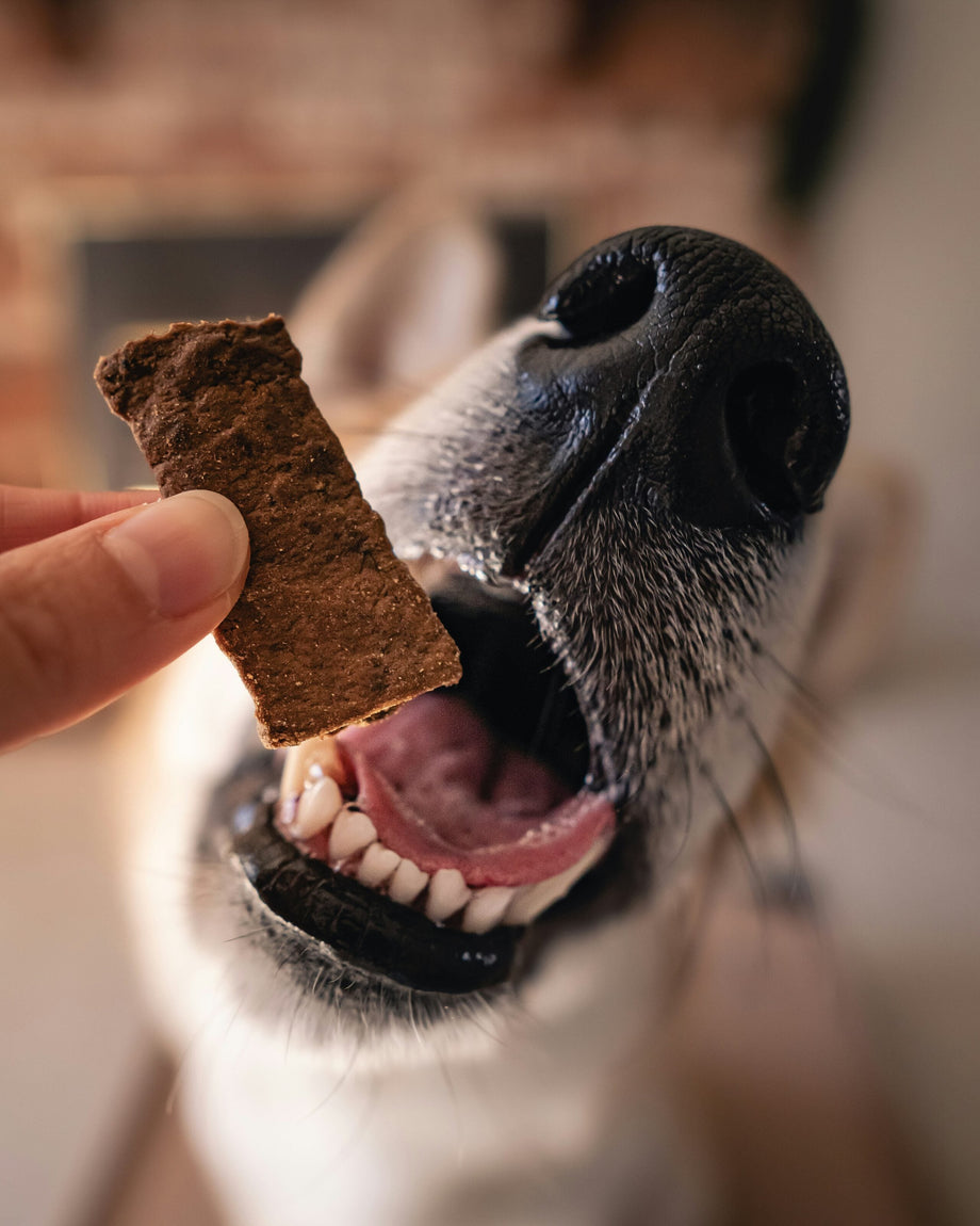 Freeze-dried vs air-dried vs dehydrated dog treats: What’s the difference?