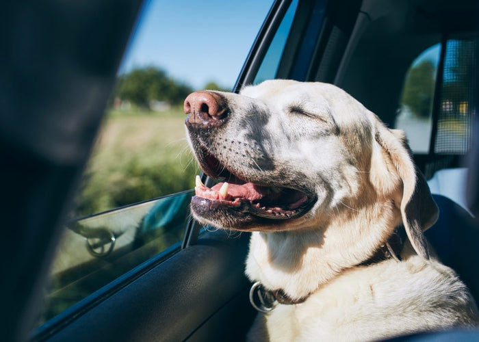 The Ultimate Guide to Road Tripping with Your Dog in Australia