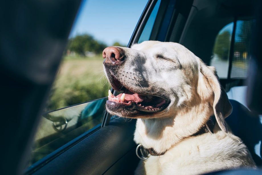 The Ultimate Guide to Road Tripping with Your Dog in Australia