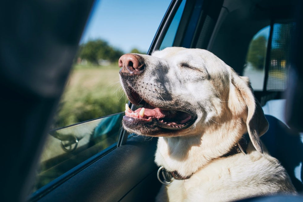 The Ultimate Guide to Road Tripping with Your Dog in Australia