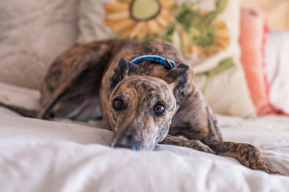 Help! How Do I Stop My Dog From Barking When I Leave Home?