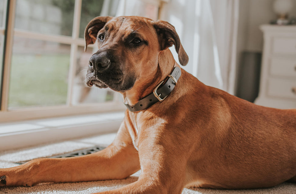 How To Combat Your Doggo's Digging Problem
