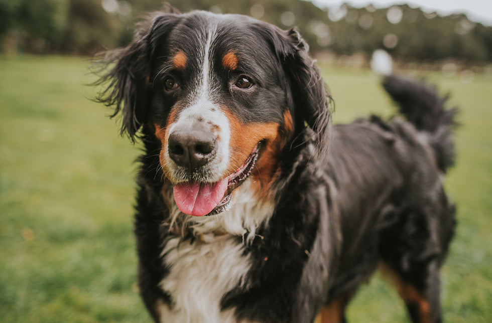 How To Help a Rescue Dog Settle In