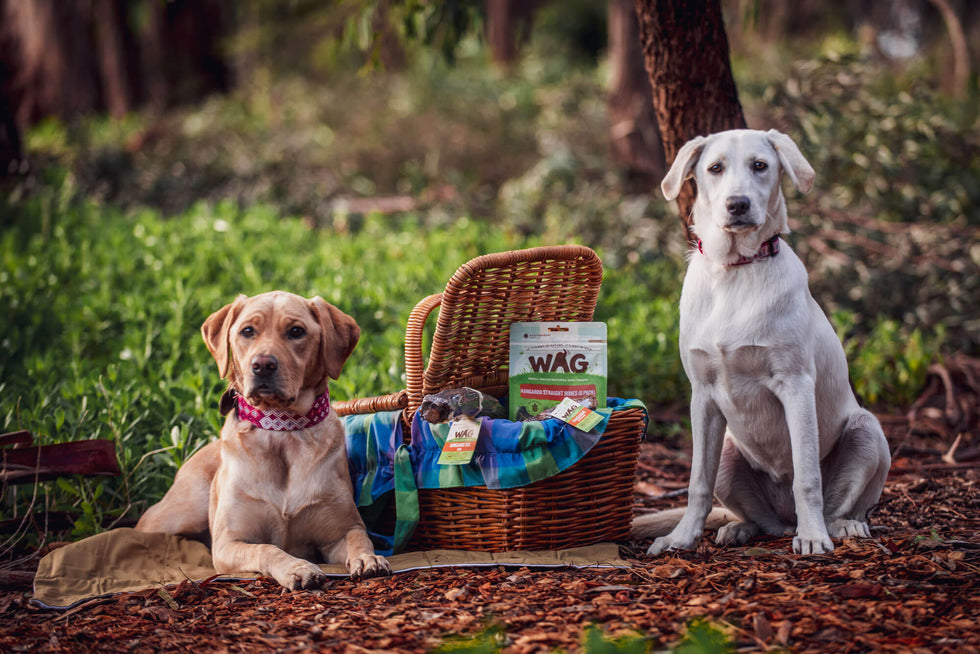 How To Introduce A Puppy To Your Dog